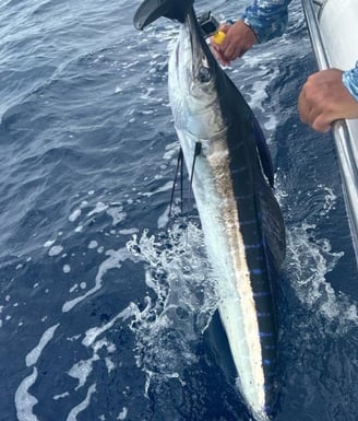 A man holding a Blue Marlin on a boat during a Zanzibar fishing charter, best Zanzibar fishing