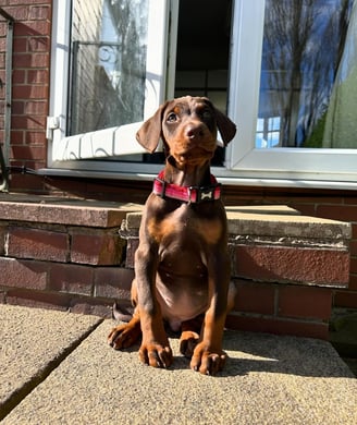 Doberman Puppies for Sale