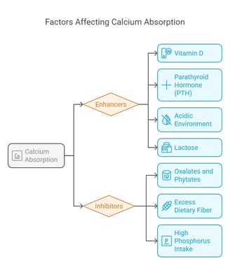 Factors affecting calcium absorption