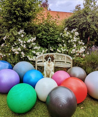 Hund mit großen Bällen Treibball