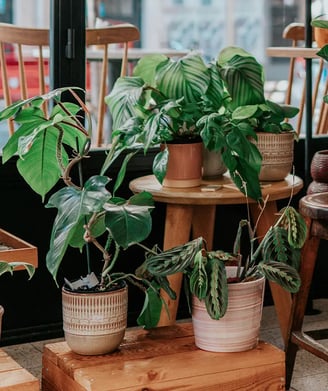 Feng Shui plants
