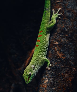 a green gecko lizard on a tree branch