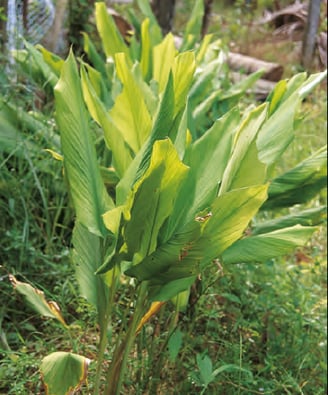 Curcuma longa - Curcuma
