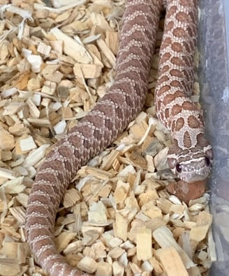 Lavender Hognose