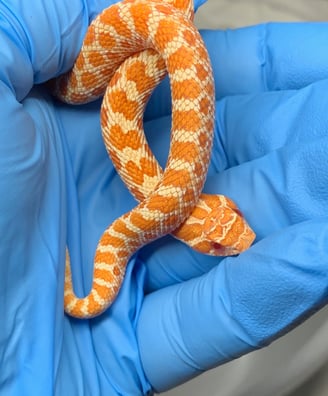 Female Albino Western Hognose