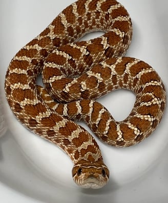 Red/purple line Hognose.