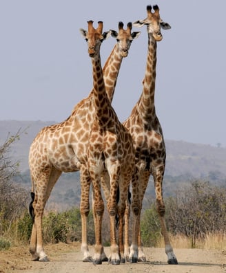 Three giraffes standing on a dirt path in the savanna.