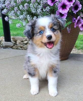 Australian Shepherd Puppies for Sale