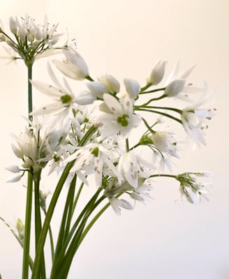 wild garlic picked from the woods