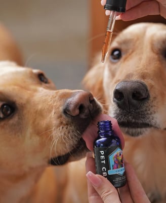 a dog is being fed by a person who is taking a pill