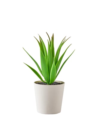 product photography for plant