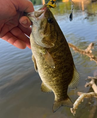 A North Carolina Smallmouth Bass caught near the Donaha River Access on the Yadkin in East Bend.