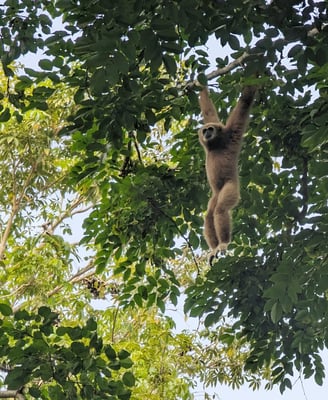 Gibbon, Chumphon