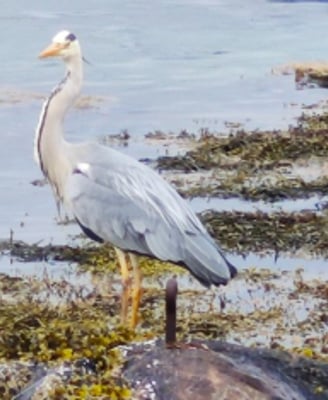 Bird perched on rock in Haholmen Norway