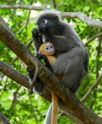 Les Langurs, singes à lunettes, Chumphon