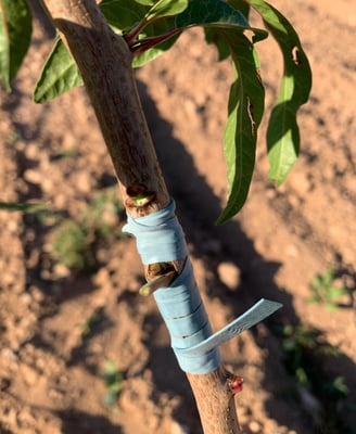 injerto de la variedad productora sobre el portainjerto UCB1