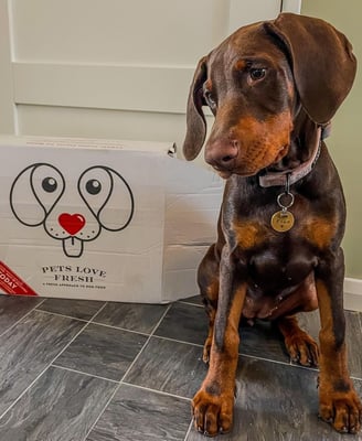 Doberman Puppies for Sale