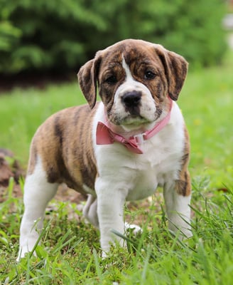 Dogs & Puppies for sale SA - South Africa