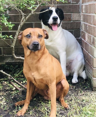 two dogs sitting next to each other on a brick wall helping you secure health benefits