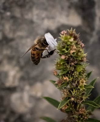 Abeille mellifère