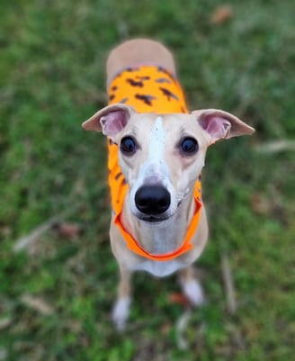 whippet en balade avec son gilet pour la chasse