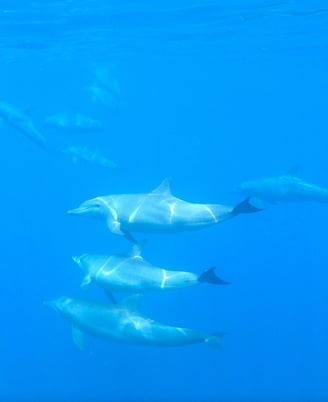 park-hyatt-maldives-underwater-dolphins