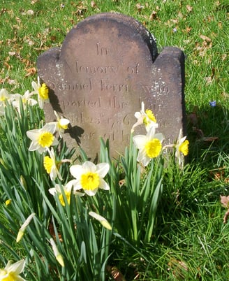 Gravestone with daffodils