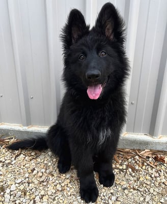 Puppies for Sale 