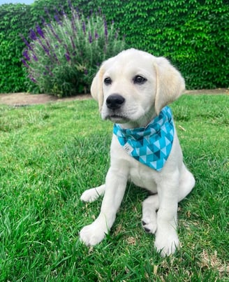 Labrador Retriever Puppies for Sale