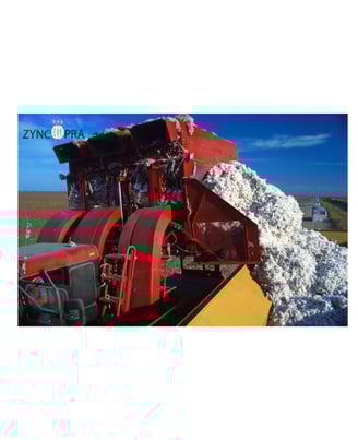 Turkish cotton harvest for textiles.