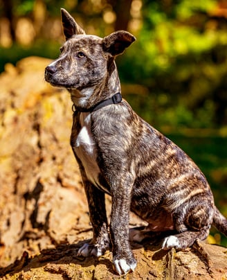 photographe canin