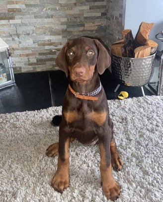 Doberman Puppies for Sale