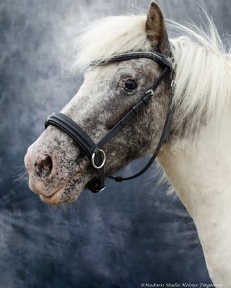 chevaux poney chat chien studio photo