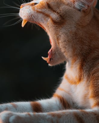 a cat yawning its mouth open