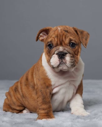 Puppies for Sale 