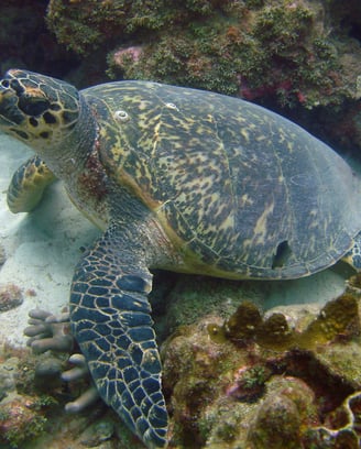 Johnson's reef, Barbados