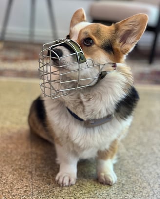 Hund mit Maulkorb