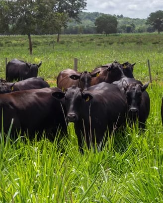 Bois alimentados a pasto