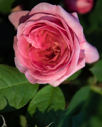 a pink rose in blooming on a plant - Chameleon Garden Perfumery