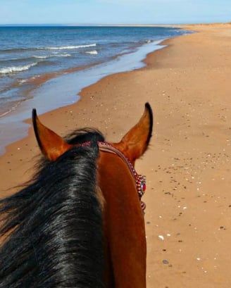 Horseback riding