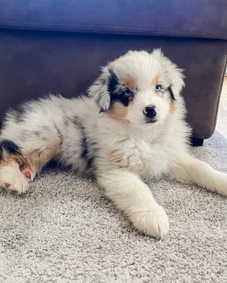 Female Australian Shepherd