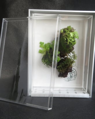 A terrarium with floating islands moss plants.