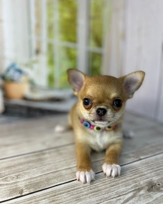 Applehead Female Chihuahua