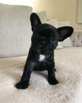 Black Female French Bulldog