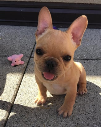 Male French Bulldog