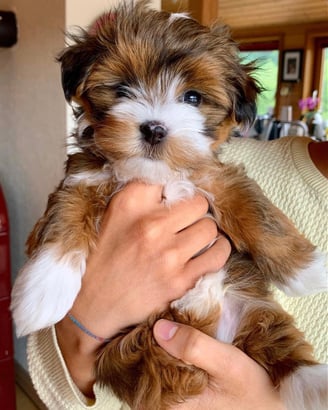 Female Havanese Puppy