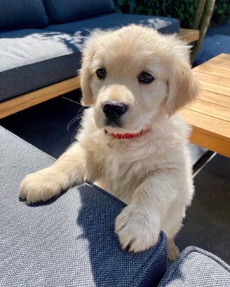 Male Golden Retrievers