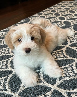 Male Havanese Puppy