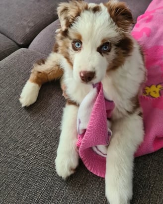 Male Australian Shepherd