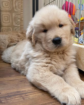 Female Golden Retriever